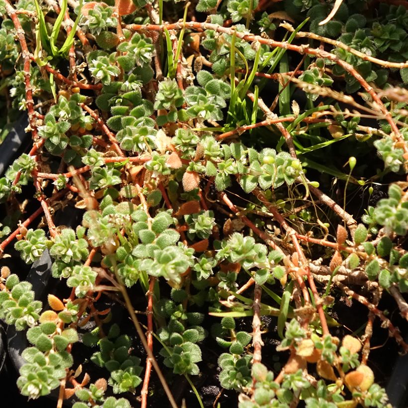 Paronychia kapela subsp. serpyllifolia - Paronychia (Blad)