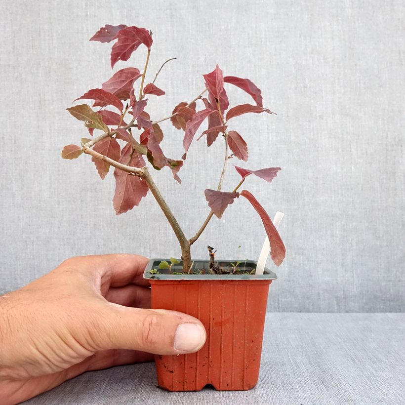Exemplaar van Parrotia persica Bella - Perzisch IJzerhout Kweekpotje van 8/9 cm zoals geleverd in de zomer