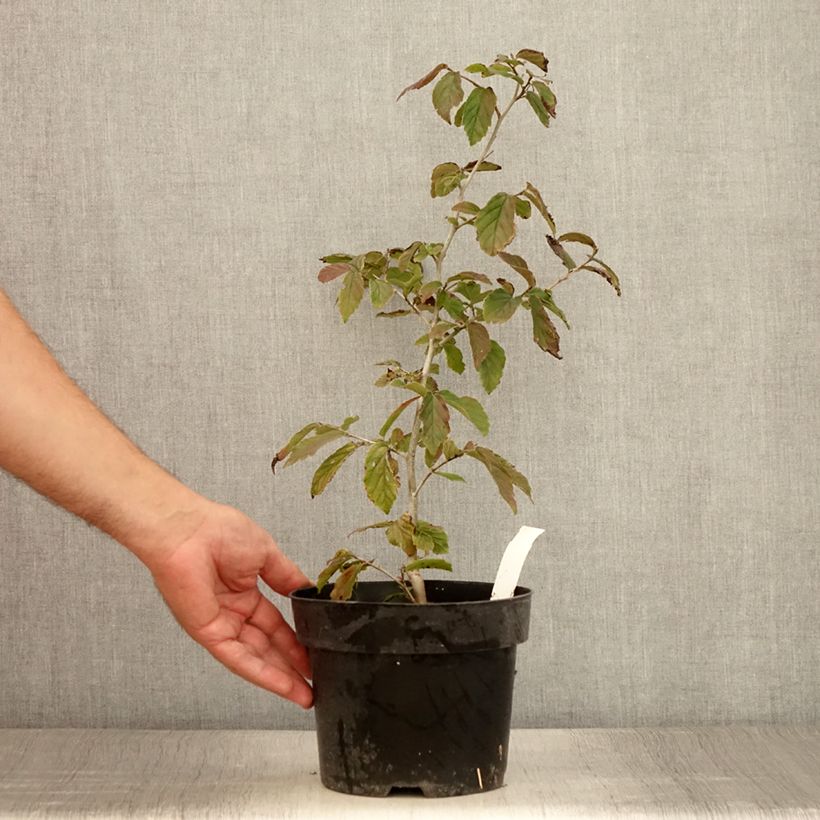 Example of Parrotia persica Bella - Perzisch ijzerhout Pot van 3 l/4 l as you get in ete