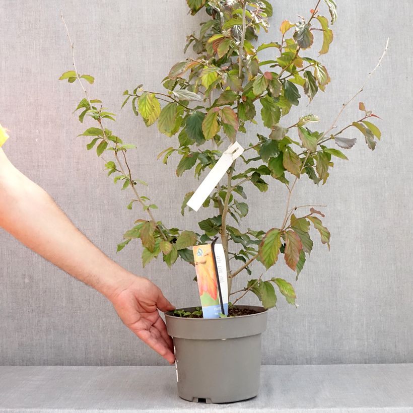 Example of Parrotia persica Burgundy - Arbre de fer Pot van 4 l/5 l as you get in printemps