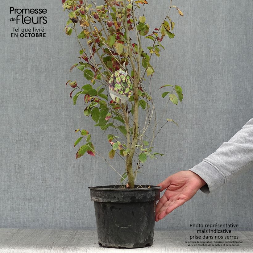 Exemplaar van Parrotia persica Persian Spire - Perzisch IJzerhout Pot van 3 l/4 l zoals geleverd in de herfst