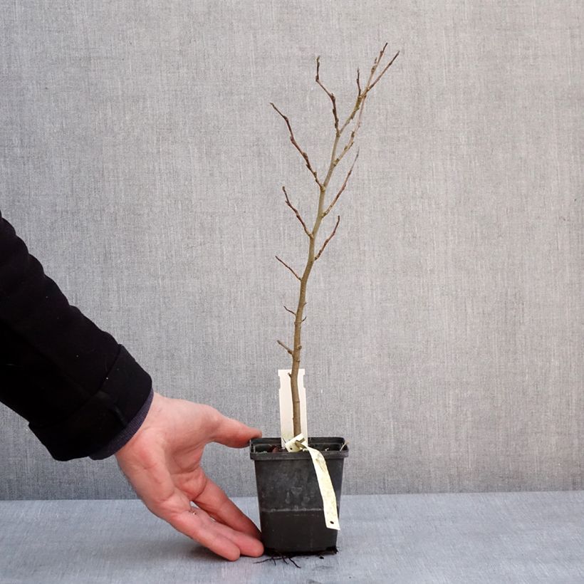 Example of Parrotia persica Vanessa - Arbre de fer Kweekpotje van 8/9 cm as you get in hiver