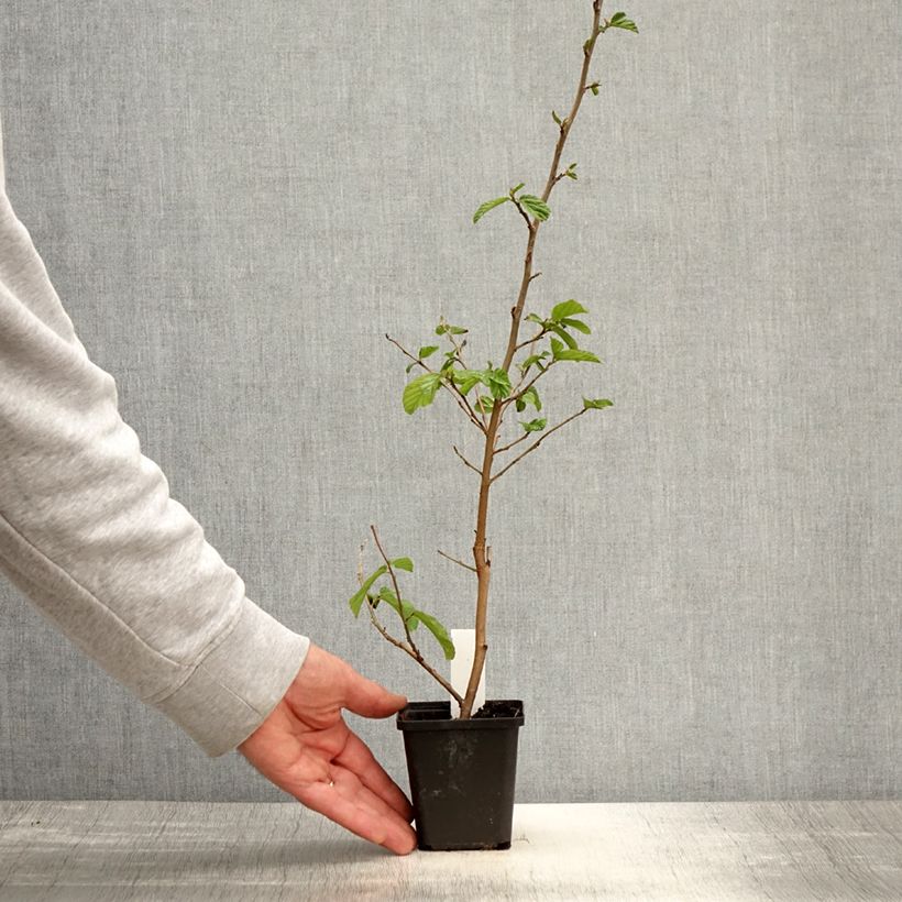 Exemplaar van Parrotia persica Vanessa - Perzisch IJzerhout Kweekpotje van 8/9 cm zoals geleverd in de lente