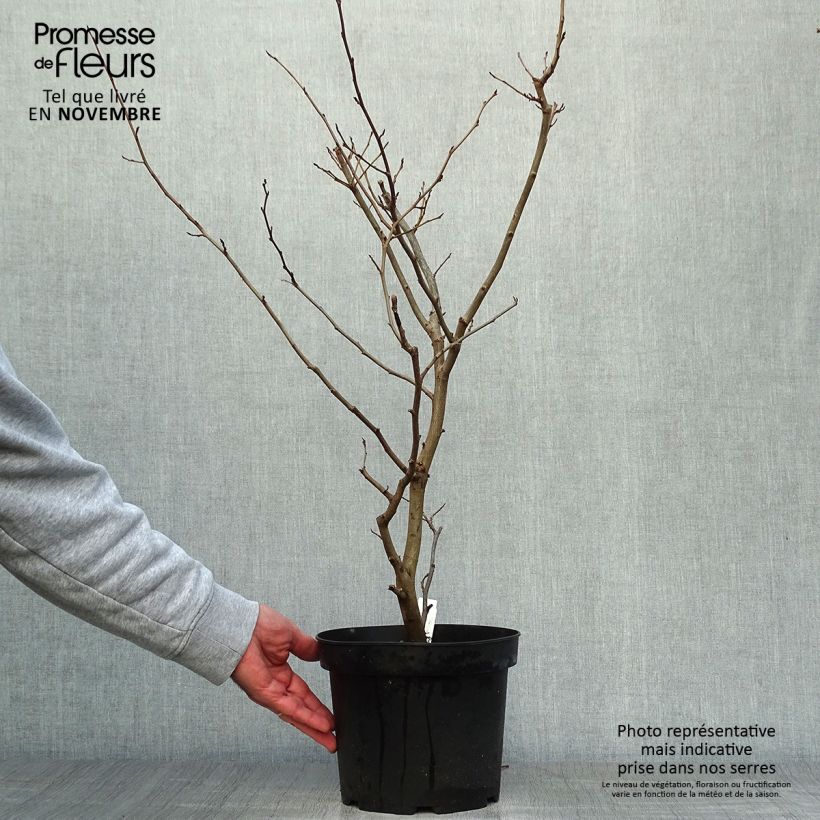 Exemplaar van Parrotia persica Vanessa - Perzisch IJzerhout Pot van 4 l/5 l zoals geleverd in de herfst