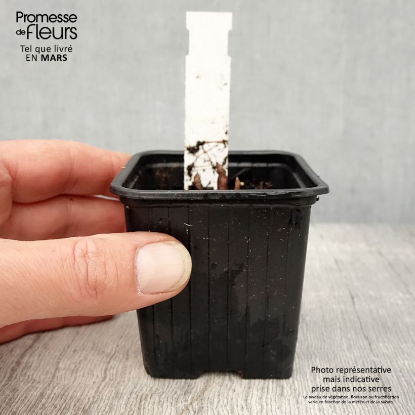 Exemplaar van Parthenium integrifolium - Wilde kinine Kweekpotje van 8/9 cm zoals geleverd in de lente