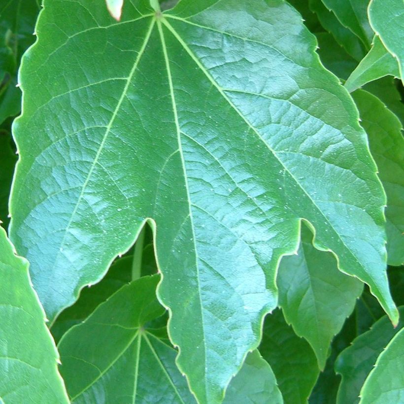 Parthenocissus tricuspidata Green Spring - Wilde wingerd (Blad)