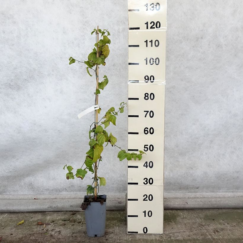 Exemplaar van Passiflora citrina - Passiebloem Pot van 3 l/4 l zoals geleverd in de herfst