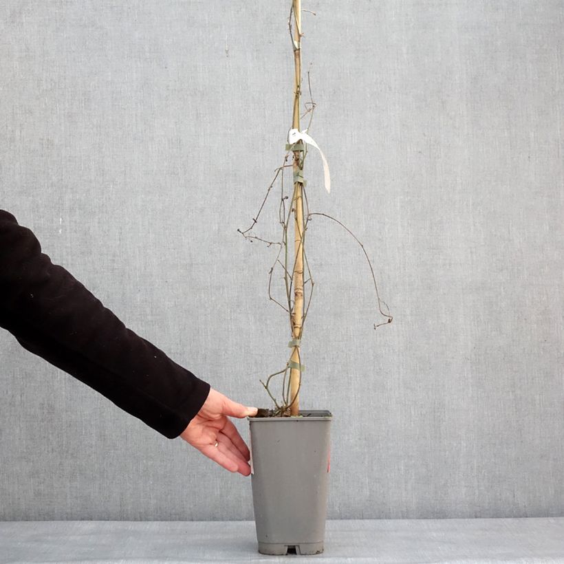 Example of Passiflora citrina - Fleur de la passion Pot van 3 l/4 l as you get in hiver