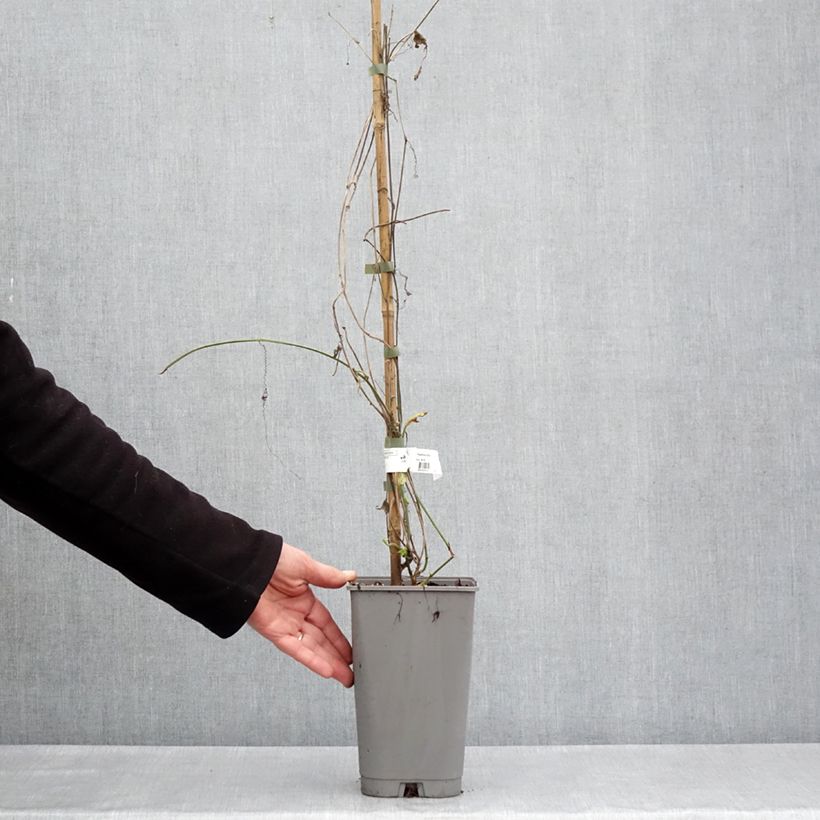 Exemplaar van Passiflora citrina - Passiebloem Pot van 3 l/4 l zoals geleverd in de lente