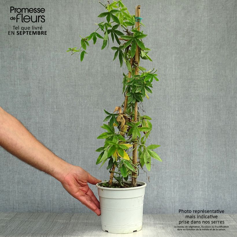 Exemplaar van Passiflora subpeltata - Witte passiebloem Pot van 2 l/3 l zoals geleverd in de herfst