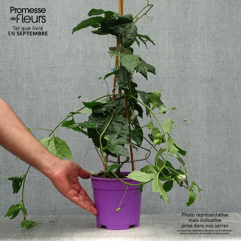 Exemplaar van Passiflora Byron Beauty - Passiebloem Pot van 2 l/3 l zoals geleverd in de herfst