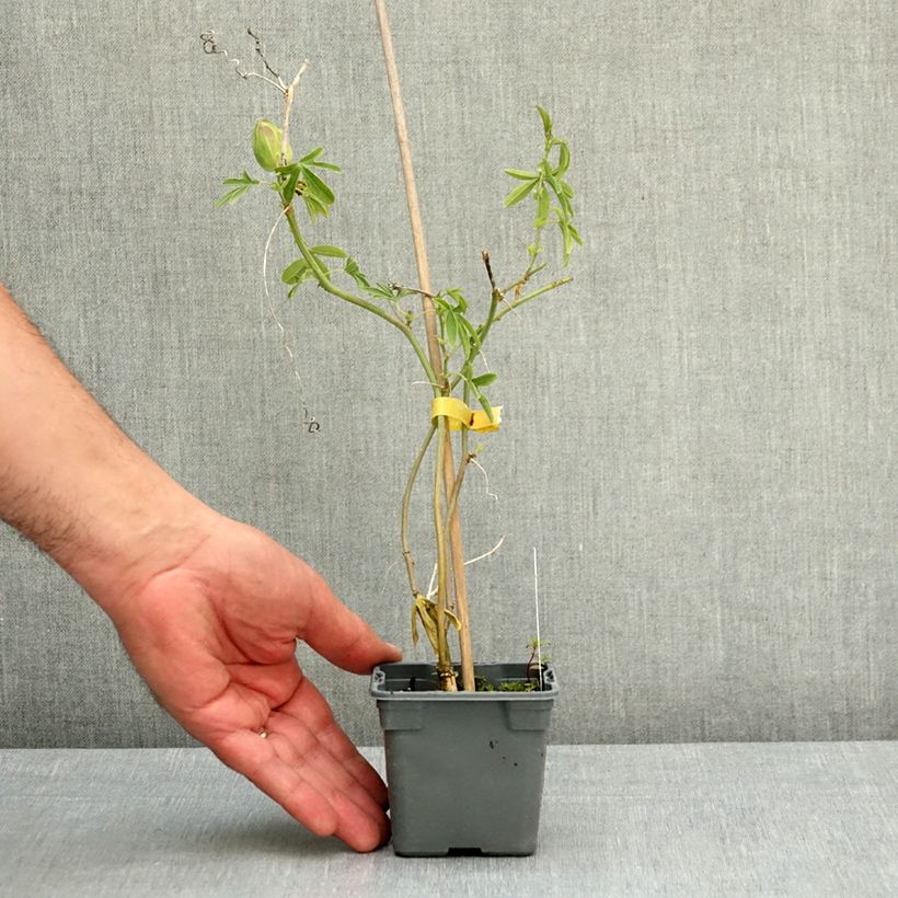 Exemplaar van Passiflora caerulea Constance Elliot - Blauwe passiebloem Kweekpotje van 8/9 cm zoals geleverd in de lente