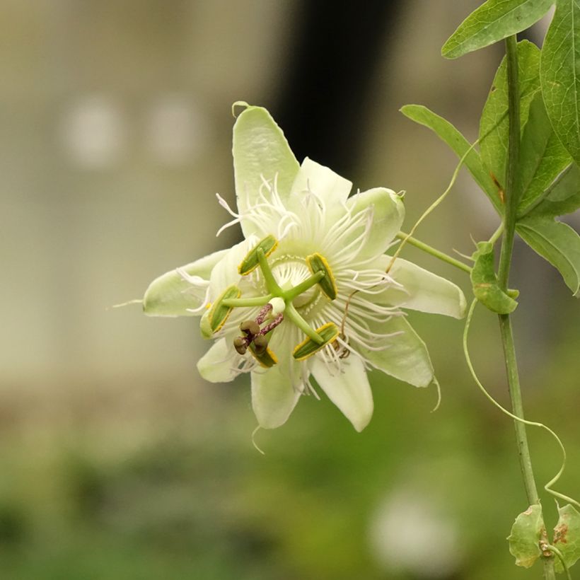 Passiflora caerulea - Blauwe passiebloem (Bloei)