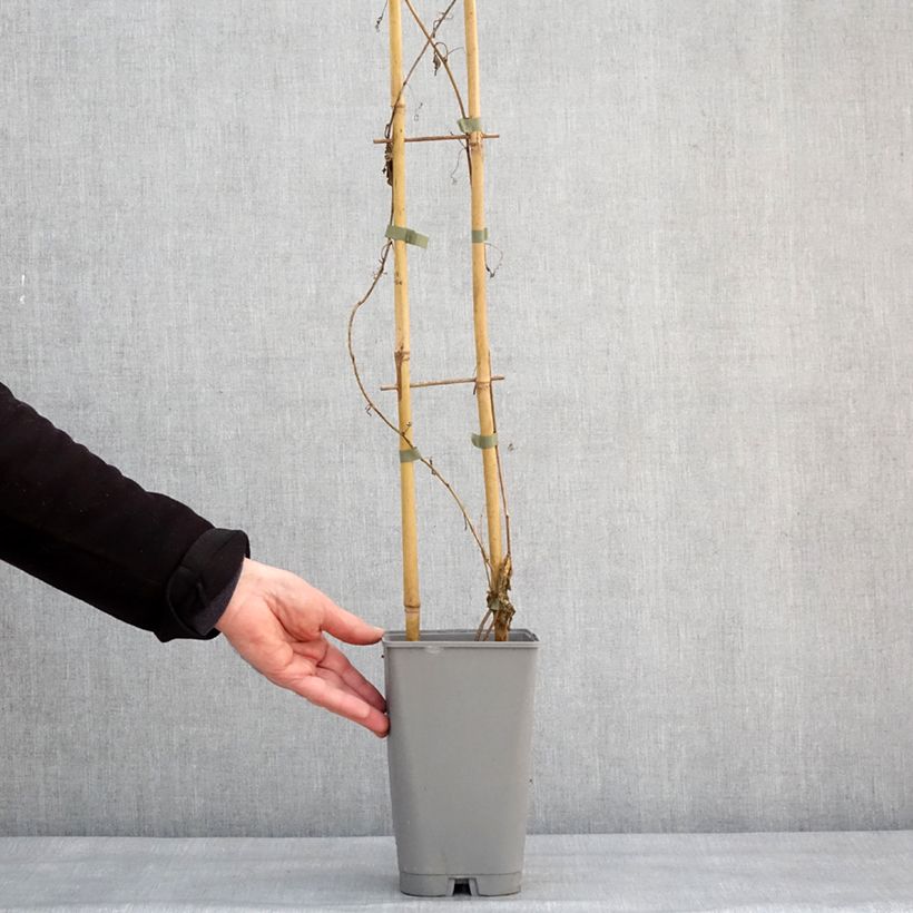 Example of Passiflora Eia popeia - Passiebloem Pot van 2 l/3 l as you get in hiver