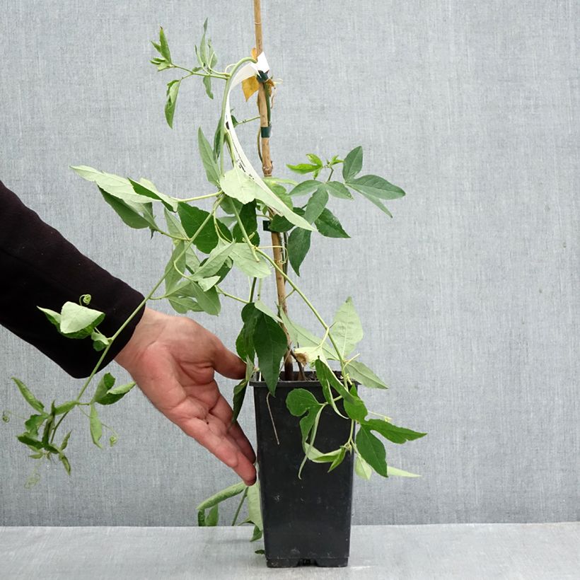 Exemplaar van Passiflora Fata Confetto - Passiebloem Pot van 1,5 l/2 l zoals geleverd in de herfst