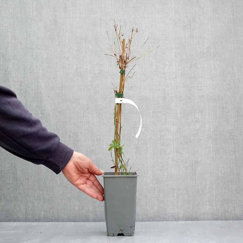 Exemplaar van Passiflora Fata Confetto - Passiebloem Pot van 1,5 l/2 l zoals geleverd in de lente