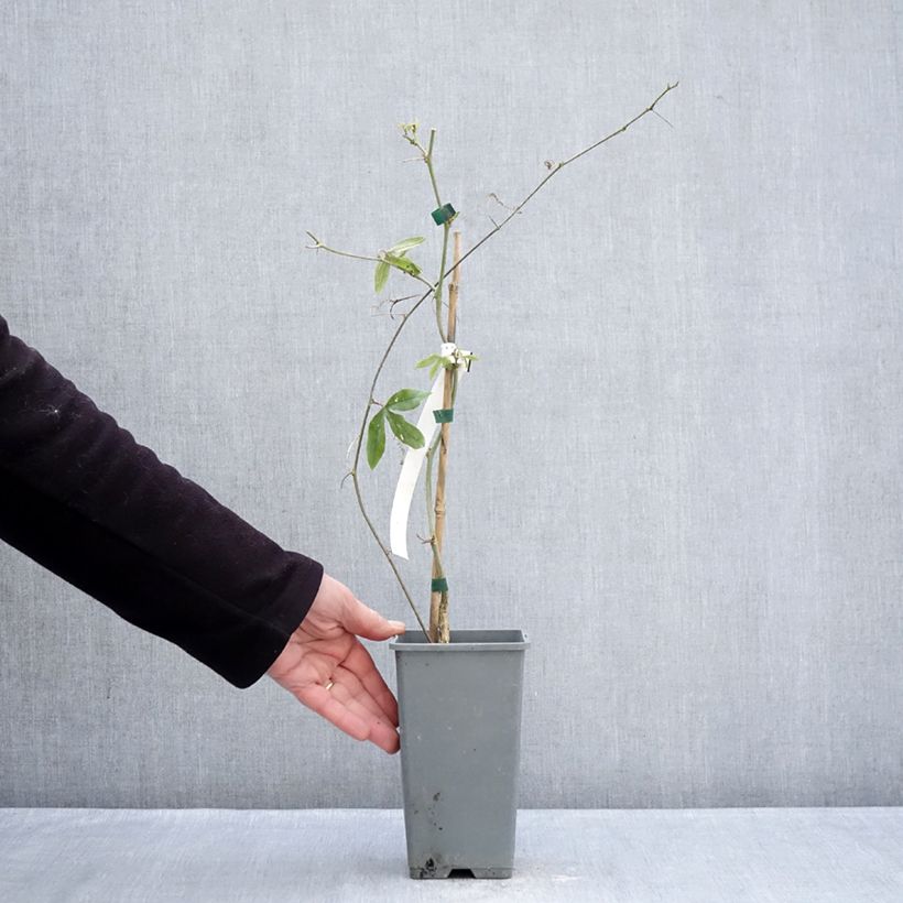 Example of Passiflore, Fleur de la passion - Passiflora caerulea Clear Sky Pot van 1,5 l/2 l as you get in hiver