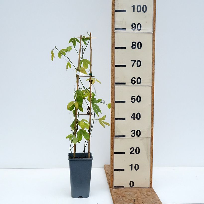Exemplaar van Passiflora Incense - Passiebloem Pot van 2 l/3 l zoals geleverd in de herfst