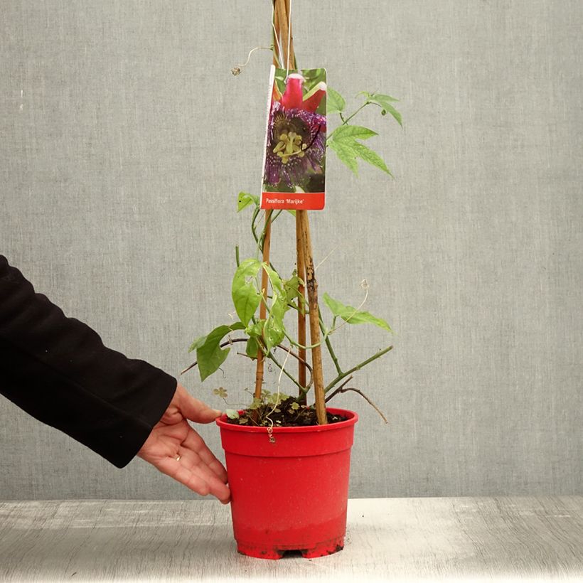 Exemplaar van Passiflora Marijke - Passiebloem Pot van 2 l/3 l zoals geleverd in de herfst