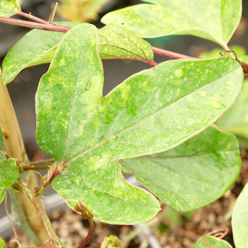 Passiflora Impératrice Eugénie - Passiebloem (Blad)