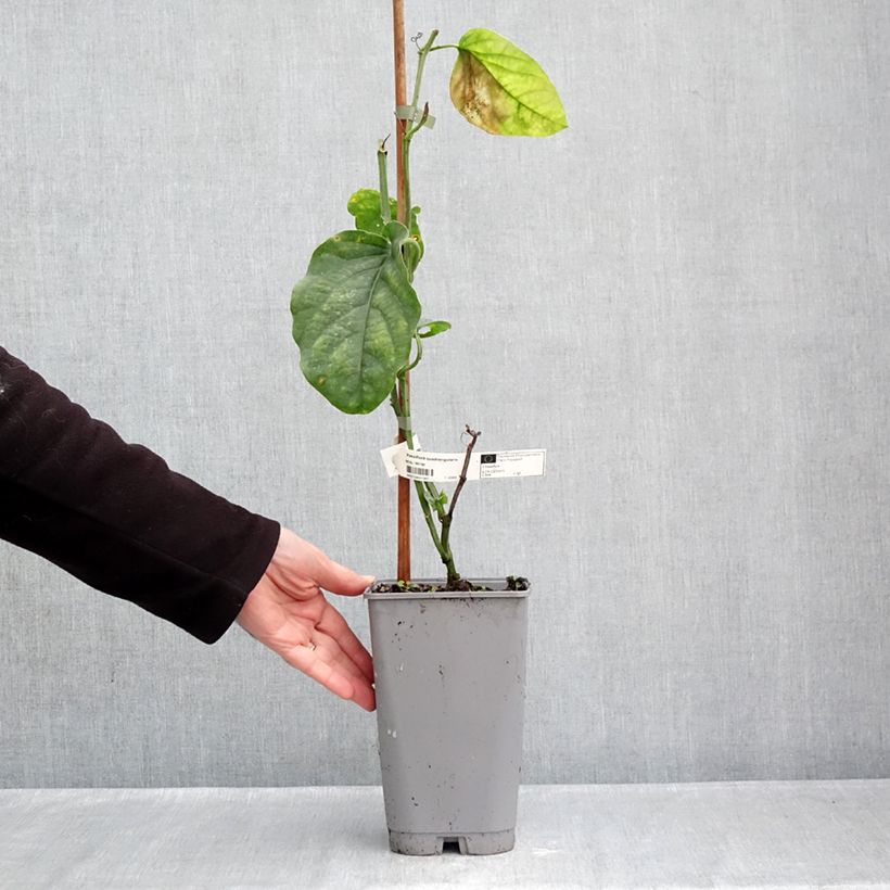 Exemplaar van Passiflora quadrangularis - Reuzenpassiebloem Pot van 3 l/4 l zoals geleverd in de herfst
