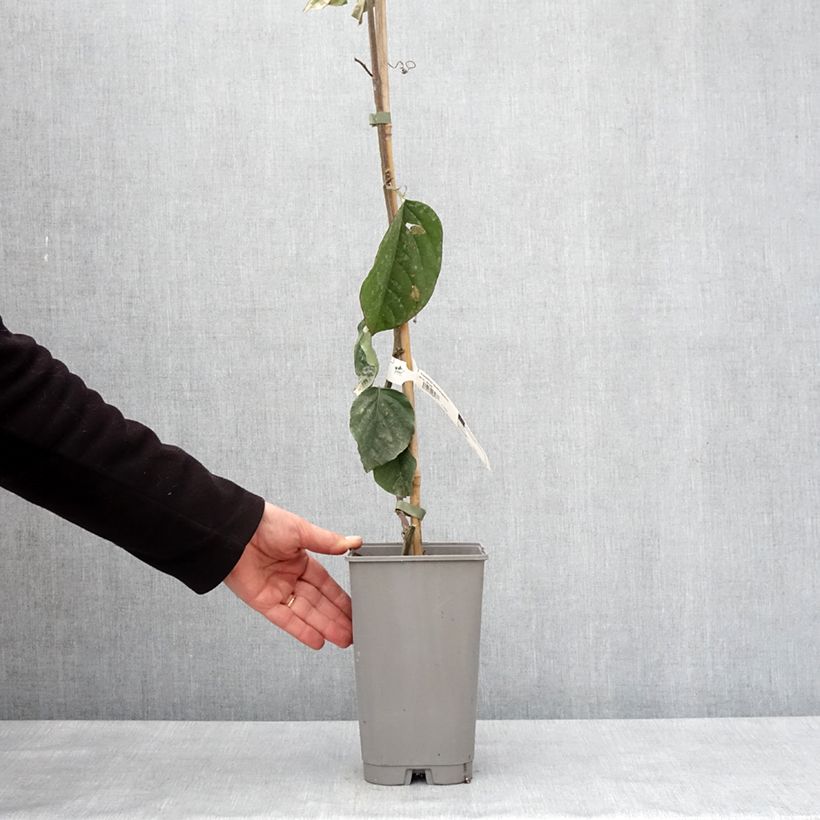 Example of Passiflora quadrangularis - Reuzenpassiebloem Pot van 3 l/4 l as you get in hiver