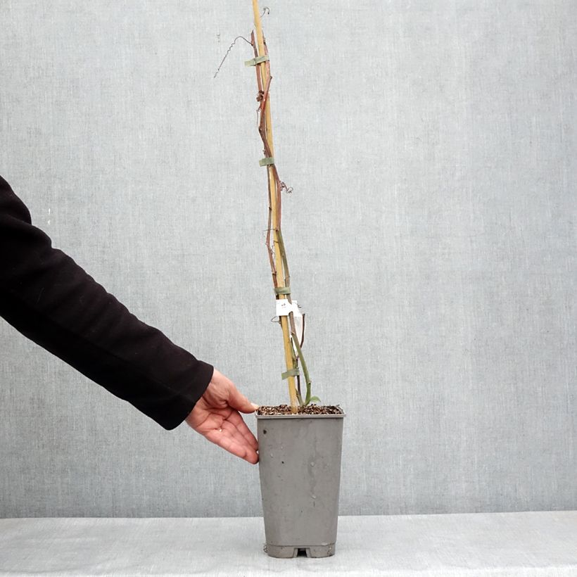 Exemplaar van Passiflora quadrangularis - Reuzenpassiebloem Pot van 3 l/4 l zoals geleverd in de lente