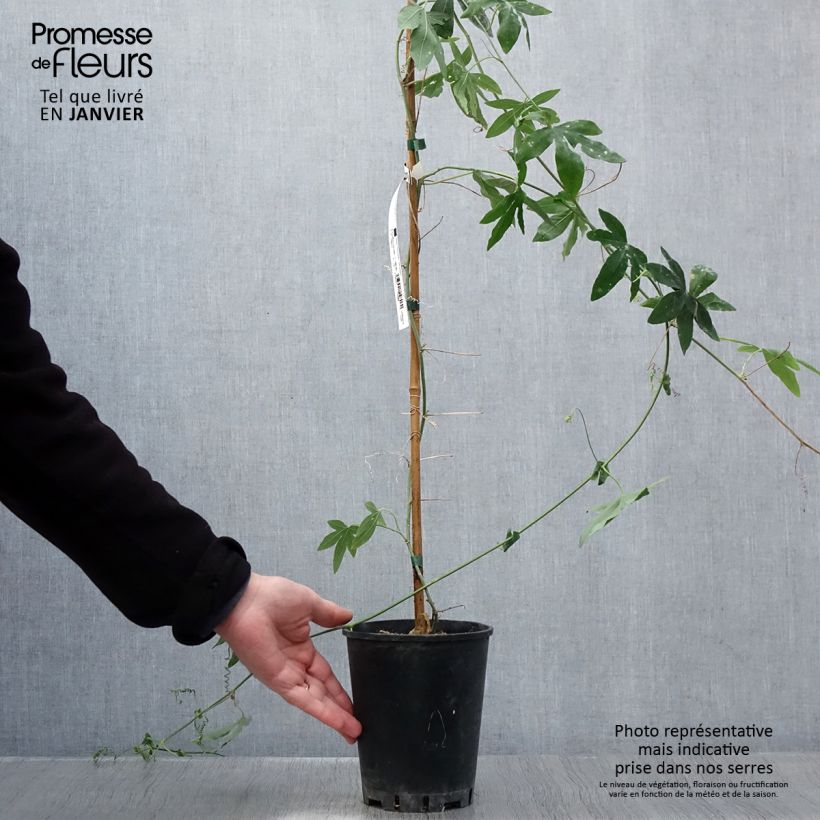 Example of Passiflore Snow Queen - Fleur de la Passion Pot van 2 l/3 l as you get in hiver