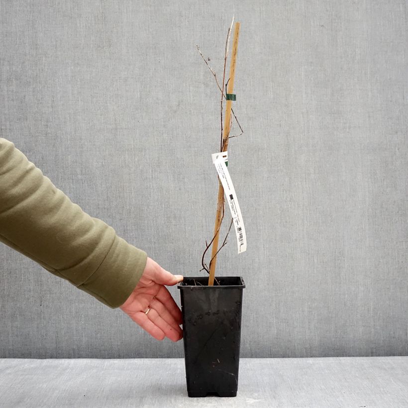 Exemplaar van Passiflora Snow Star - Passiebloem Pot van 1,5 l/2 l zoals geleverd in de winter