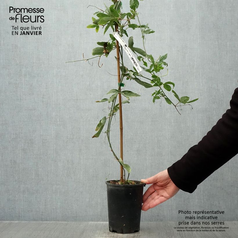Example of Passiflora Damsels Delight - Passiebloem Pot van 2 l/3 l as you get in hiver