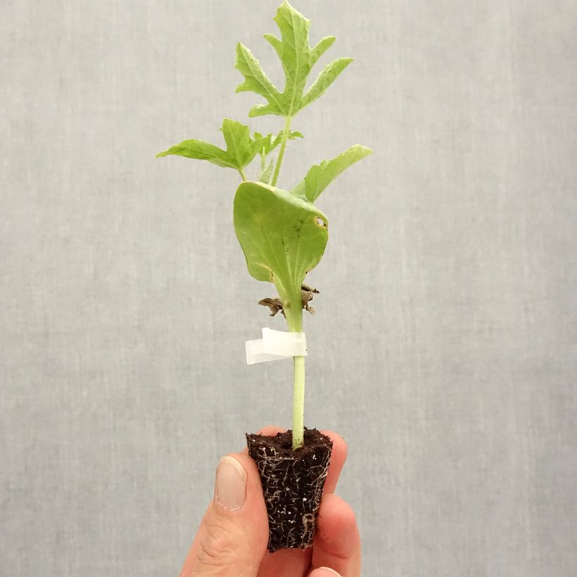 Exemplaar van Watermeloen Little Darling F1 Mini-mot Ø 3/4 cm zoals geleverd in de lente