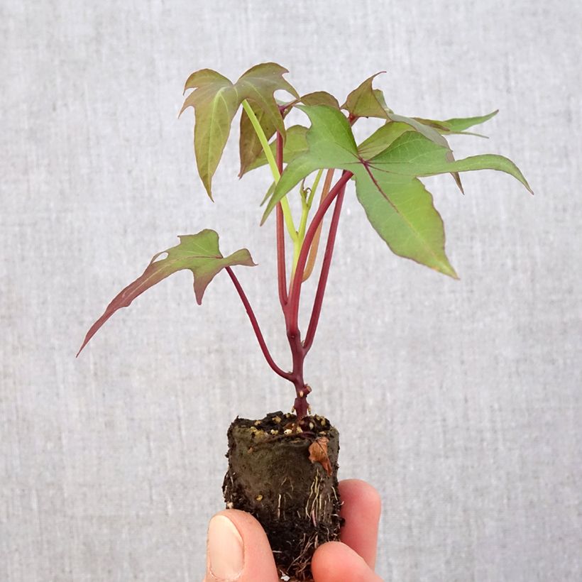 Exemplaar van Zoete aardappel Sakura (jonge planten) Mini-mot Ø 3/4 cm zoals geleverd in de lente