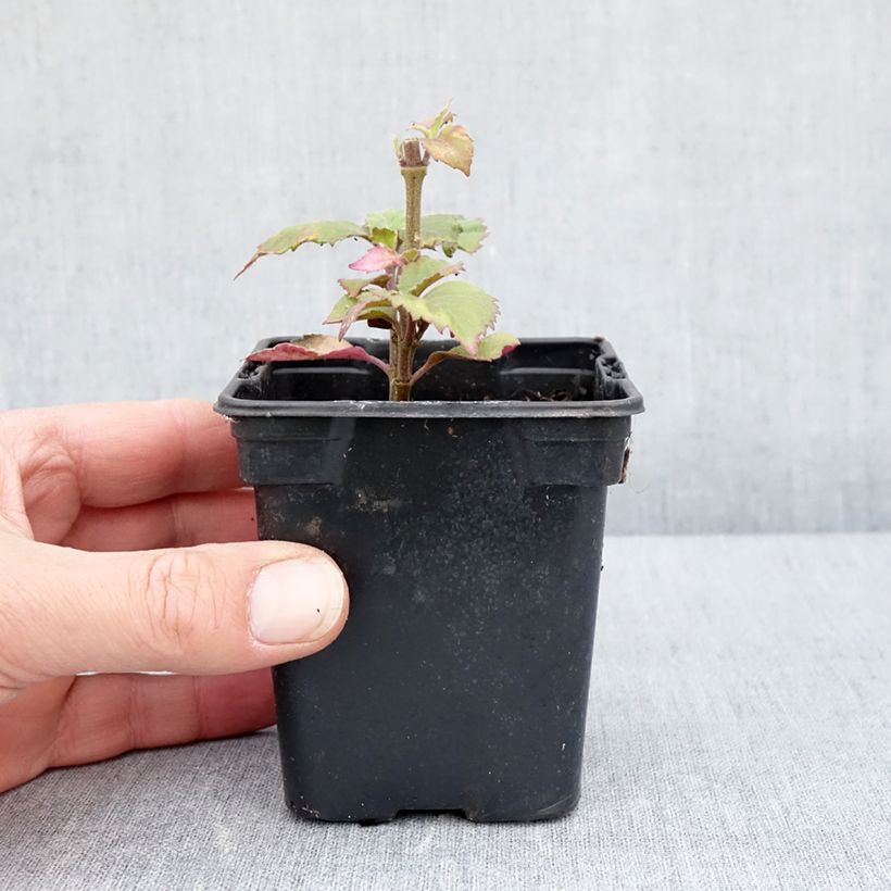 Exemplaar van Patchoeli - Pogostemon cablin Kweekpotje van 8/9 cm zoals geleverd in de lente