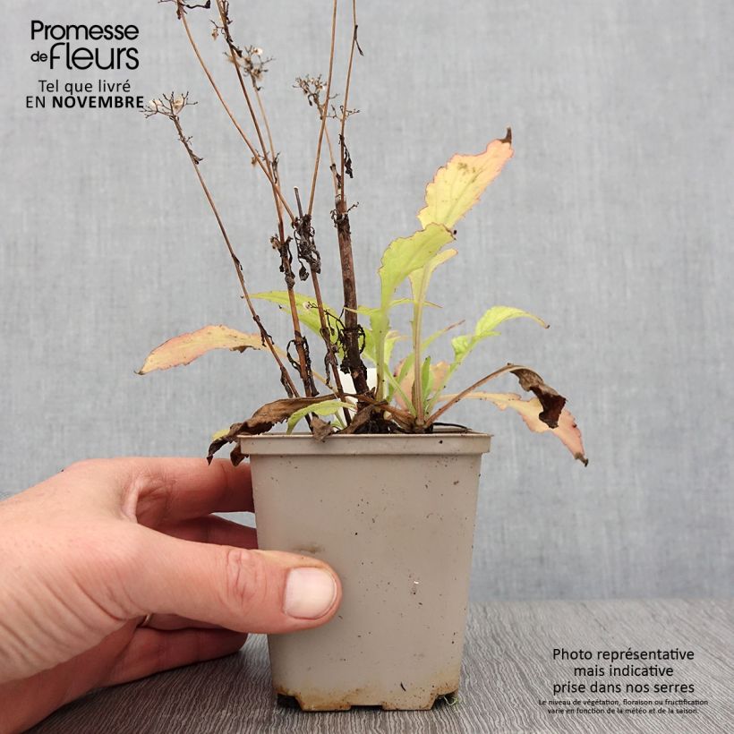 Exemplaar van Patrinia monandra - Goudvaleriaan Kweekpotje van 8/9 cm zoals geleverd in de herfst