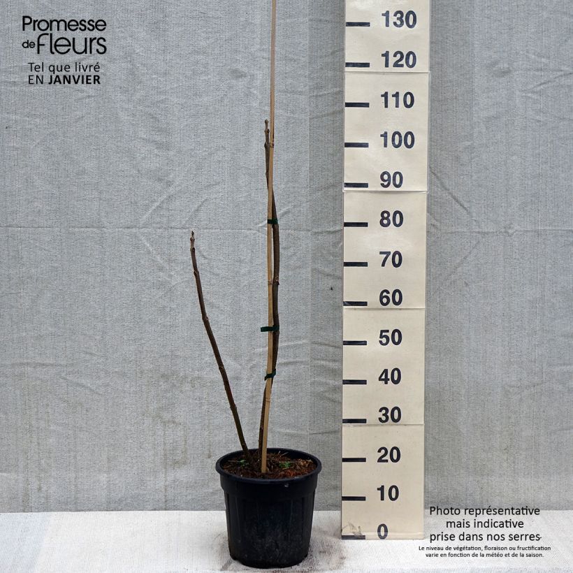 Example of Paulownia elongata - Arbre impérial Pot van 7,5 l/10 l as you get in hiver
