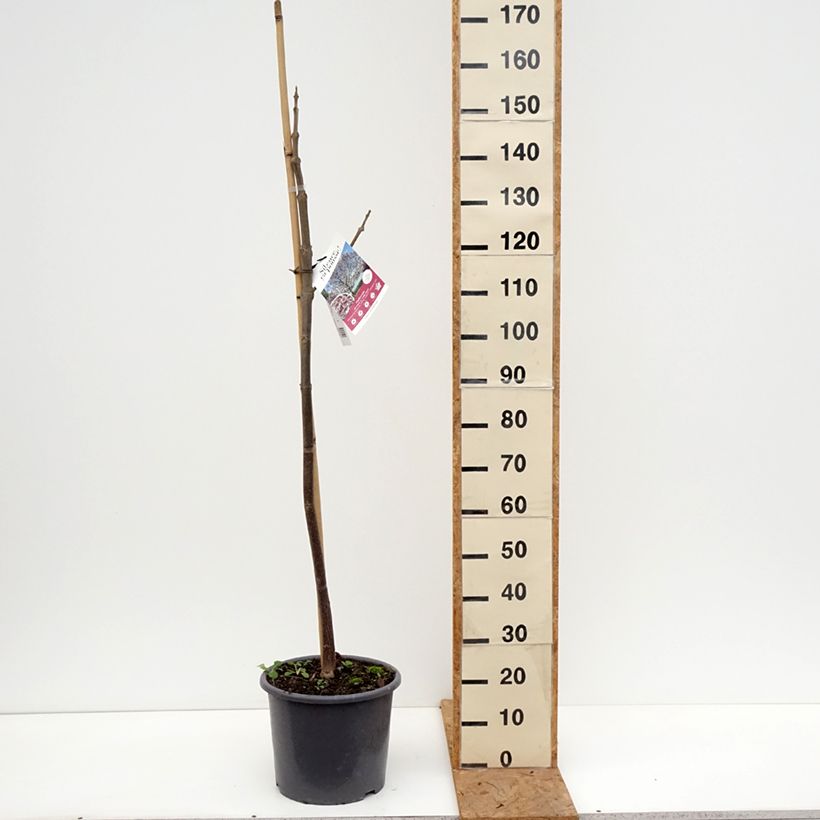Exemplaar van Paulownia fortunei April Light - Arbre du dragon Pot de 12L/15L, Baliveau zoals geleverd in de herfst
