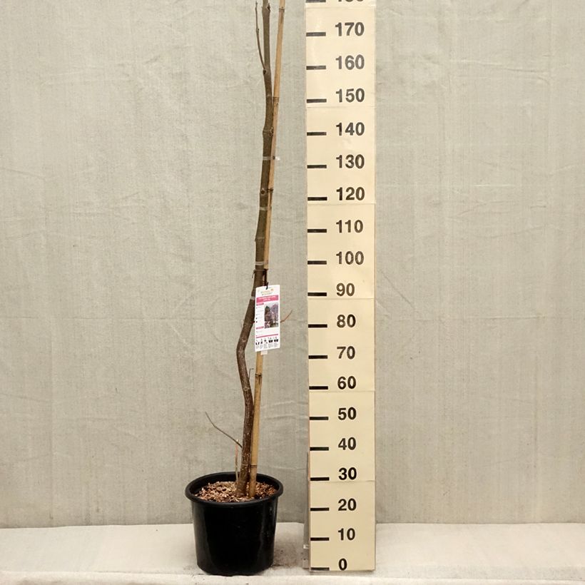 Example of Paulownia fortunei April Light - Arbre du dragon Pot van 12 l/15 l as you get in printemps