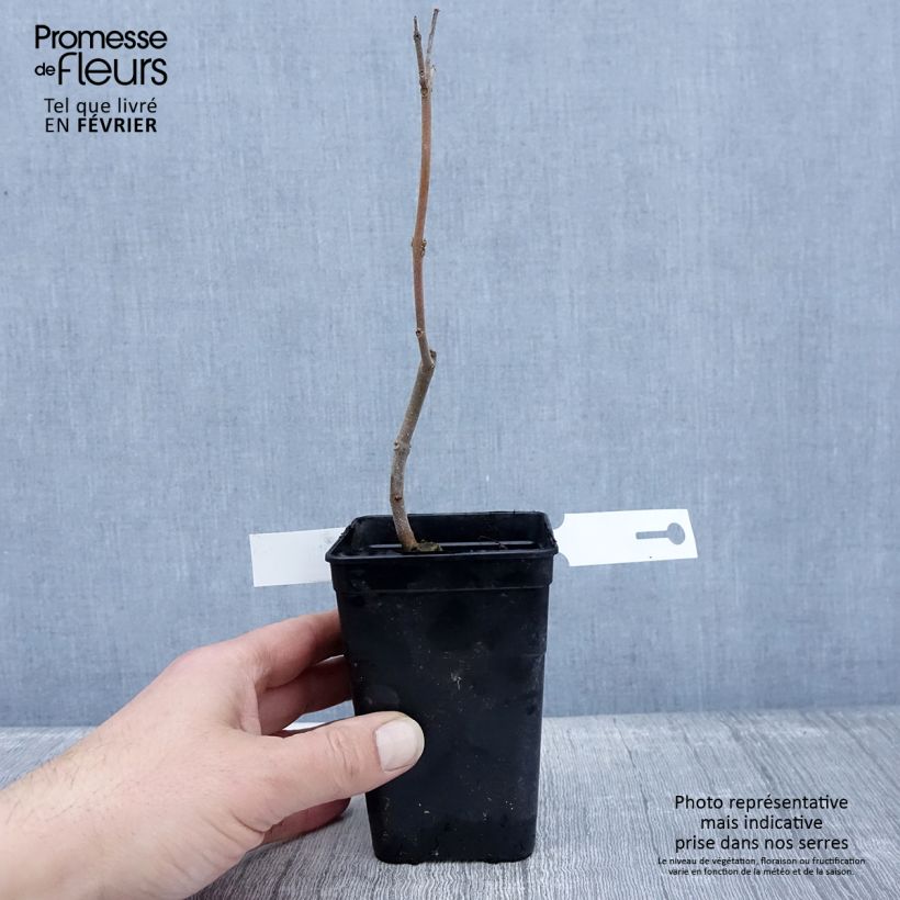 Example of Paulownia fortunei April Light - Arbre du dragon Pot van 1 l/1,5 l as you get in hiver