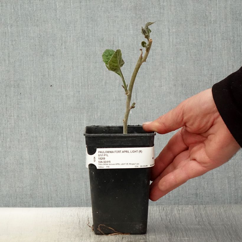 Exemplaar van Paulownia fortunei April Light - Anna Paulownaboom Pot van 1 l/1,5 l zoals geleverd in de lente