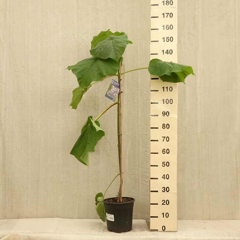Exemplaar van Paulownia fortunei Fast Blue - Anna Paulownaboom Pot van 7,5 l/10 l zoals geleverd in de zomer
