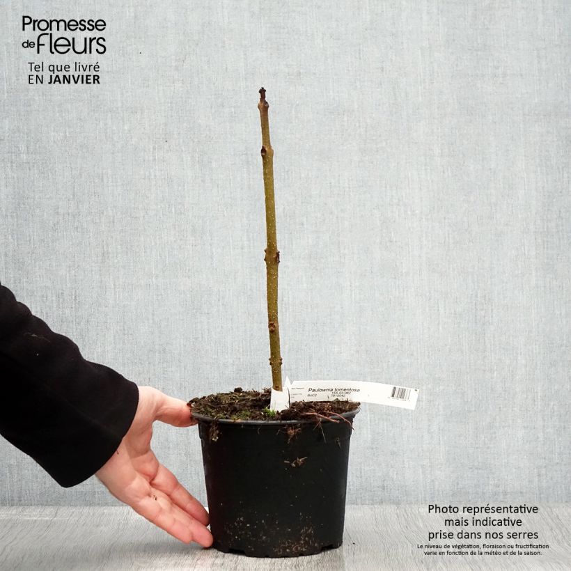 Example of Paulownia tomentosa - Anna Paulownaboom Pot van 2 l/3 l as you get in hiver