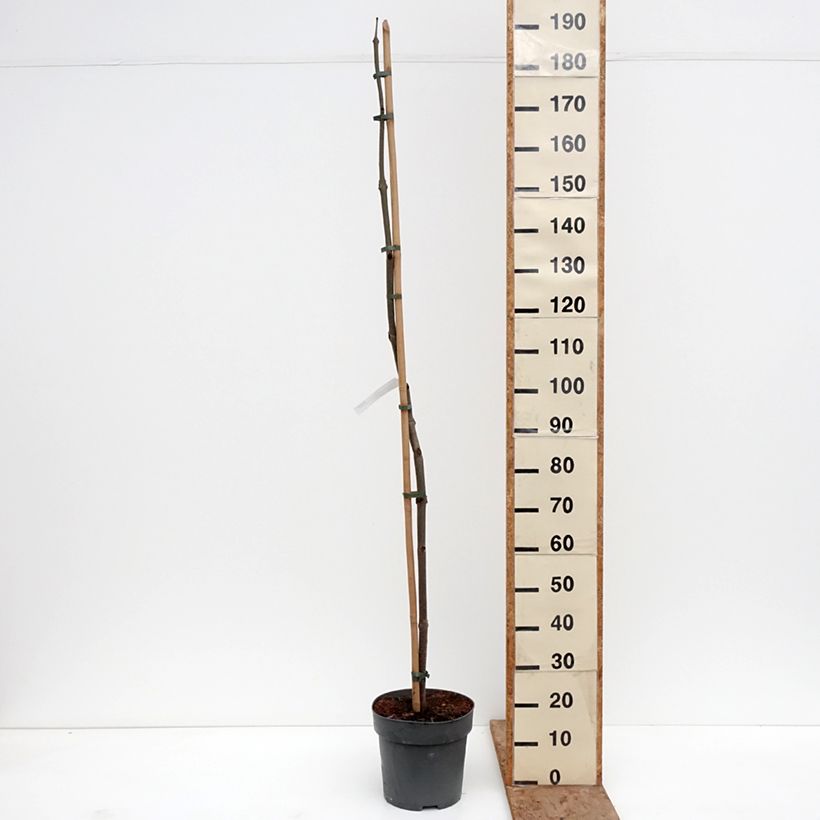 Exemplaar van Paulownia tomentosa - Anna Paulownaboom Pot van 7,5 l/10 l zoals geleverd in de winter