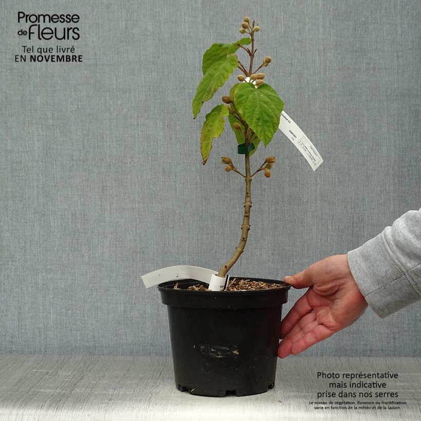 Exemplaar van Paulownia tomentosa Hulsdonk - Arbre impérial Pot de 3L/4L zoals geleverd in de herfst