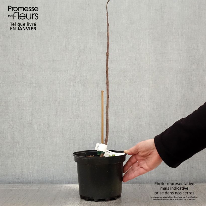 Exemplaar van Paulownia tomentosa Hulsdonk - Anna Paulownaboom Pot van 3 l/4 l zoals geleverd in de winter