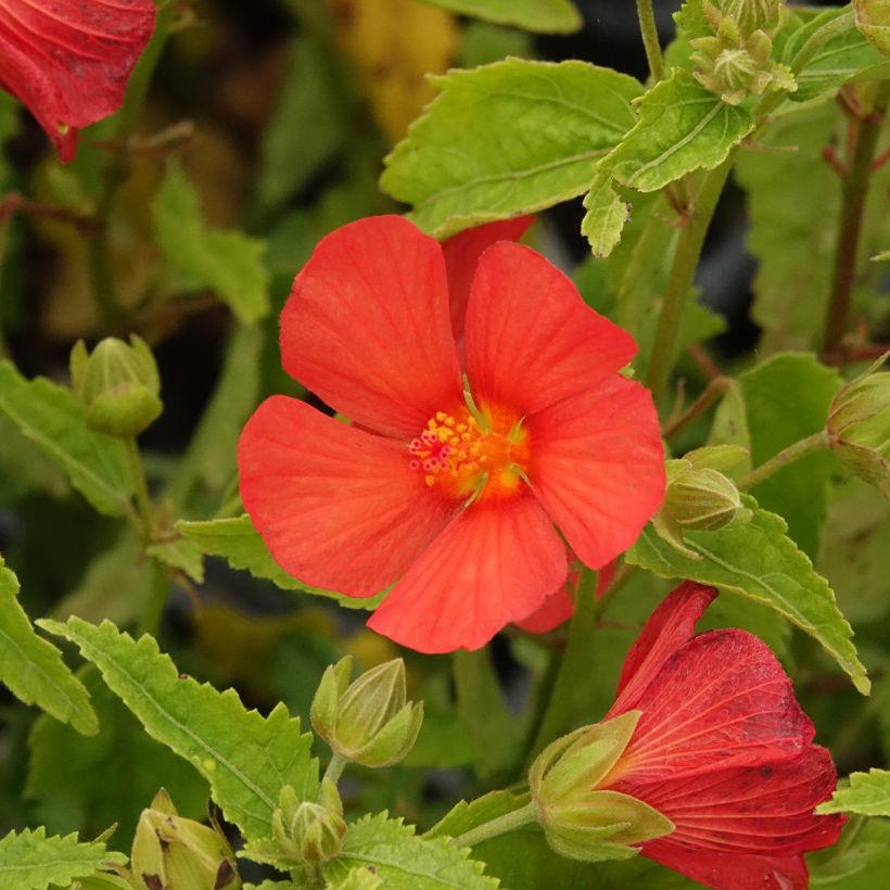Pavonia Flamboyant - Braziliaanse kandelaar (Bloei)