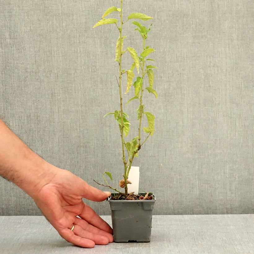 Exemplaar van Pavonia Flamboyant - Braziliaanse kandelaar Kweekpotje van 8/9 cm zoals geleverd in de zomer