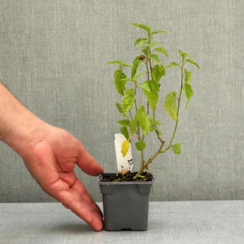 Exemplaar van Pavonia Flamboyant - Braziliaanse kandelaar Kweekpotje van 8/9 cm zoals geleverd in de lente