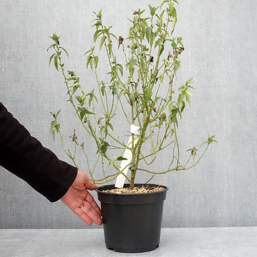 Example of Pavonia Flamboyant - Pavonie Pot van 4 l/5 l as you get in hiver