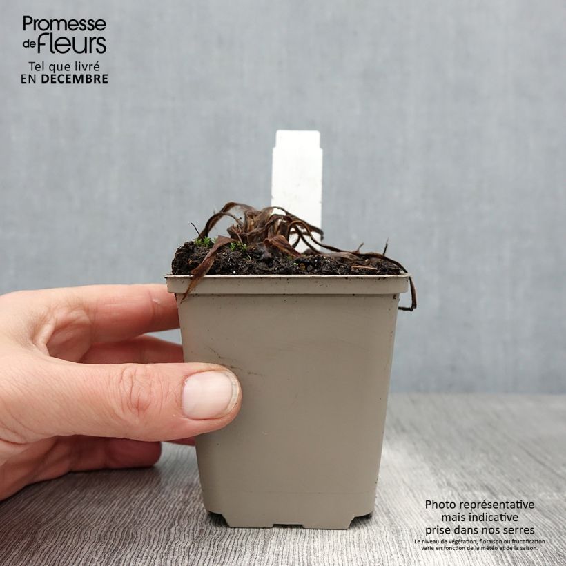 Exemplaar van Meconopsis betonicifolia Alba - Blauwe klaproos Kweekpotje van 8/9 cm zoals geleverd in de winter