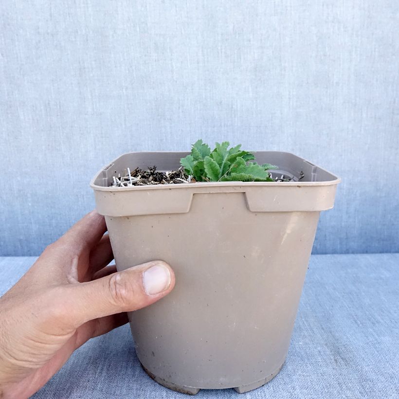 Example of Pavot d'Orient Little Dancing Girl - Papaver orientale Pot van 2 l/3 l as you get in ete